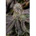 Banana Purple Punch Auto
